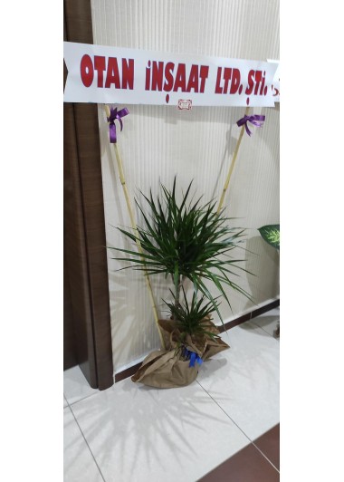 Dracena Marginata Saksı Çiçeği
