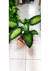 Tropic Snow Canlı Saksı Bitkisi
