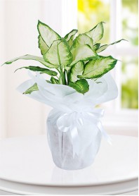 Dieffenbachia Canlı  Saksı Çiçeği