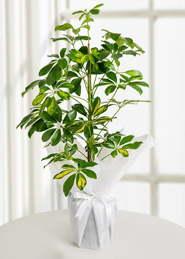 Schefflera Canlı Saksı Bitkisi